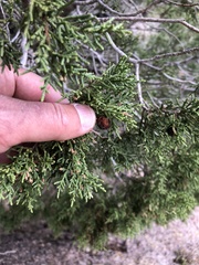 Juniperus arizonica
