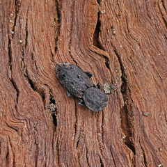 Phloeodes diabolicus