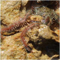 Ophiothrix spiculata image