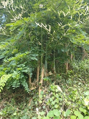 Phyllostachys aurea