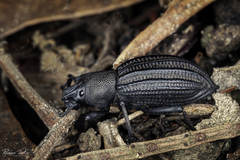 Talaurinus impressicollis