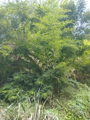 Phyllostachys aurea