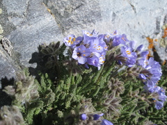 Polemonium viscosum