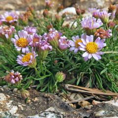 Erigeron arenarioides