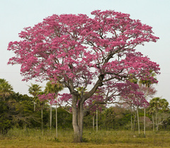 Handroanthus heptaphyllus
