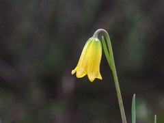 Fritillaria euboeica