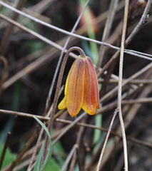 Fritillaria euboeica