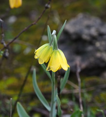 Fritillaria euboeica