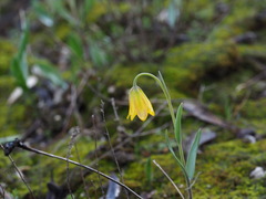 Fritillaria euboeica