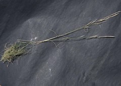 Stipagrostis obtusa