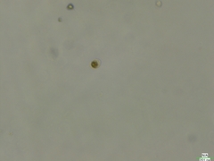 Cryptista