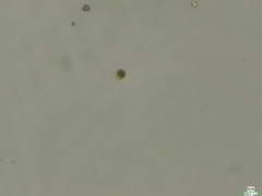 Cryptista