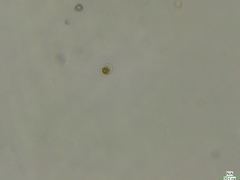 Cryptista