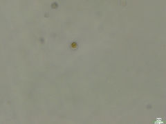 Cryptista