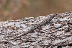 Cryptoblepharus pannosus