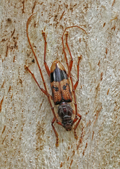 Phoracantha recurva