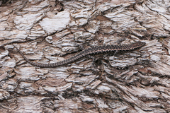 Cryptoblepharus pannosus