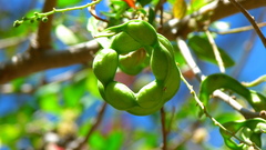 Pithecellobium dulce