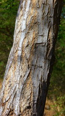 Pithecellobium dulce