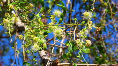Pithecellobium dulce