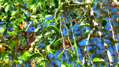 Pithecellobium dulce