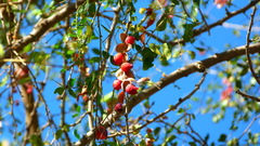 Pithecellobium dulce
