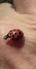 Harmonia axyridis
