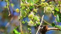 Pithecellobium dulce
