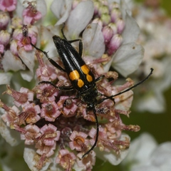 Typocerus lunulatus