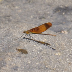Calopteryx cornelia