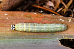 Pelopidas assamensis