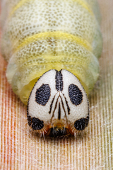 Pelopidas assamensis