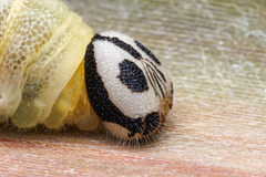 Pelopidas assamensis