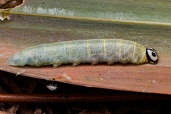 Pelopidas assamensis