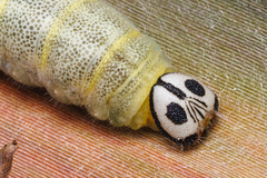 Pelopidas assamensis