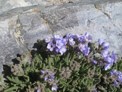Polemonium viscosum