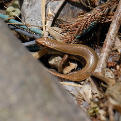 Plestiodon japonicus