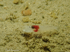 Athanopsis australis