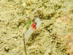 Athanopsis australis