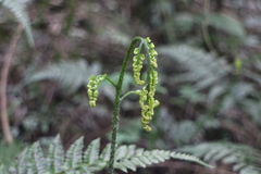 Diplazium kawakamii