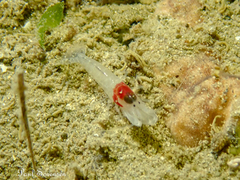 Athanopsis australis