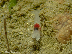 Athanopsis australis