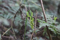 Diplazium kawakamii