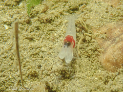 Athanopsis australis
