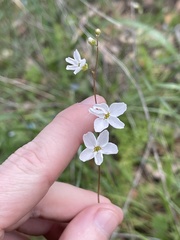 Lithophragma cymbalaria