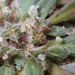 Chorizanthe orcuttiana - Photo (c) u_phantasticus, μερικά δικαιώματα διατηρούνται (CC BY-NC), uploaded by u_phantasticus
