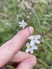 Lithophragma cymbalaria