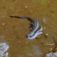 Cynops pyrrhogaster