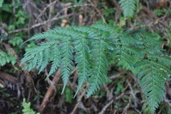 Dryopteris hendersonii