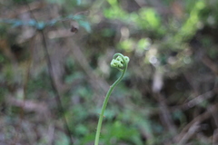 Dryopteris hendersonii